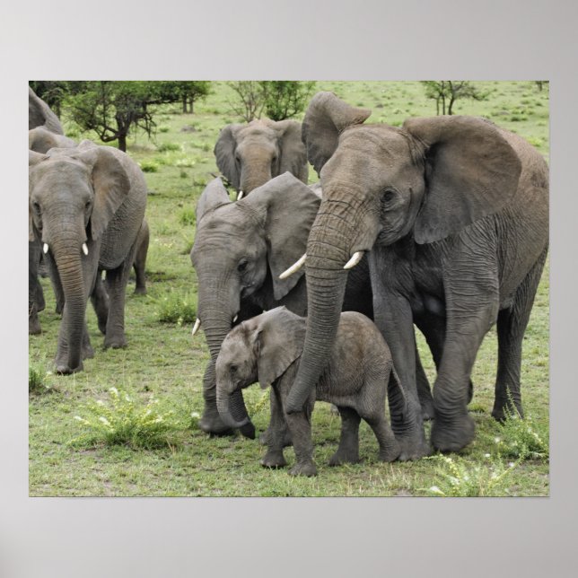 Póster Manada de elefantes africanos (Frente)