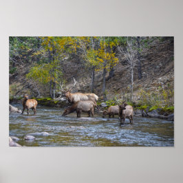 Póster Manada de elk en el río Big Thompson