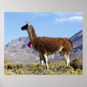 Póster Manada de llamas decoradas en la Puna, cordillera