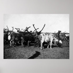 Póster Manada del reno en la fotografía de Alaska