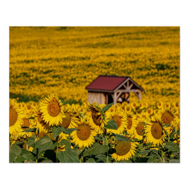 Póster Mañana de girasoles (Anverso)