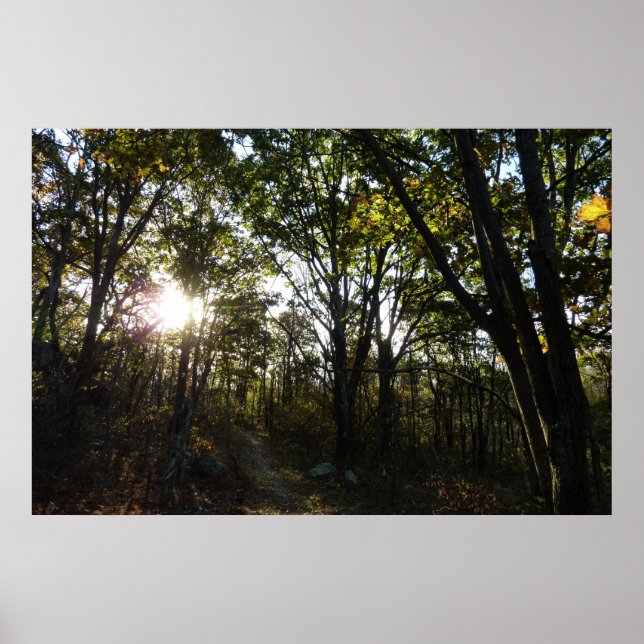Póster Mañana de otoño en el Parque Nacional Shenandoah (Frente)