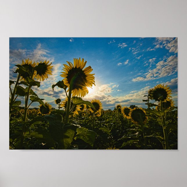 Póster Mañana del girasol (Frente)