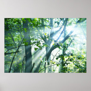 Póster Mañana en el bosque