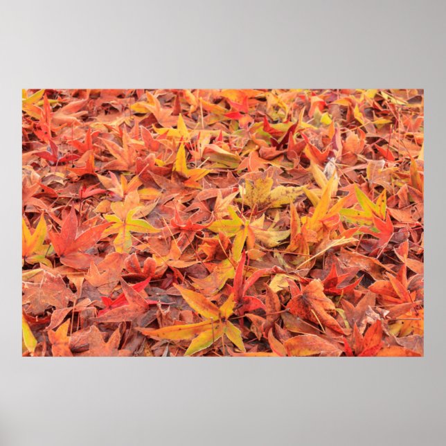 Póster Mañana escarpada, Mill Creek, WA, EE.UU. (Frente)