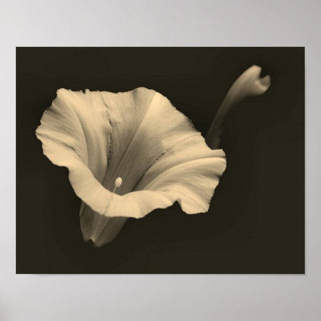 Póster Mañana Flor de Gloria Sepia se acerca (Frente)
