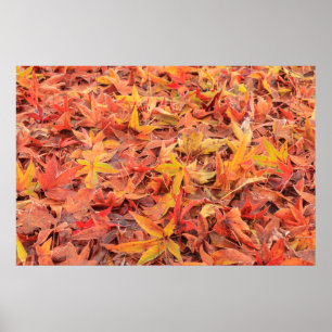 Póster Mañana helada, Mill Creek, WA, EE.UU.