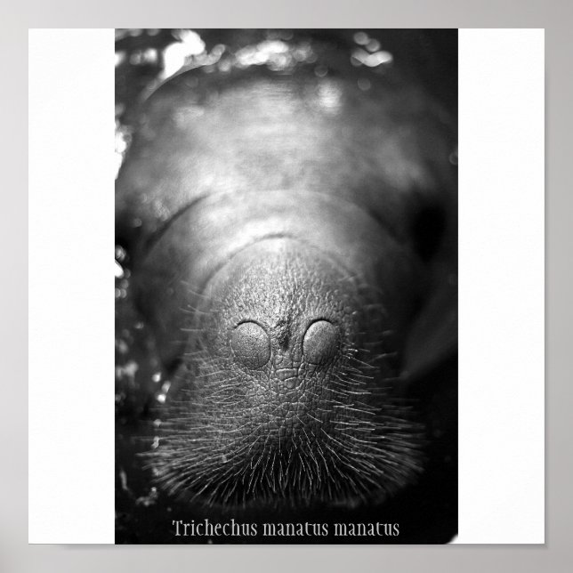 Póster Manatea antillana (Frente)