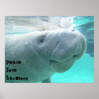 Póster Manatee