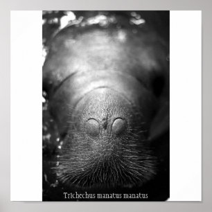 Póster Manatee antillano