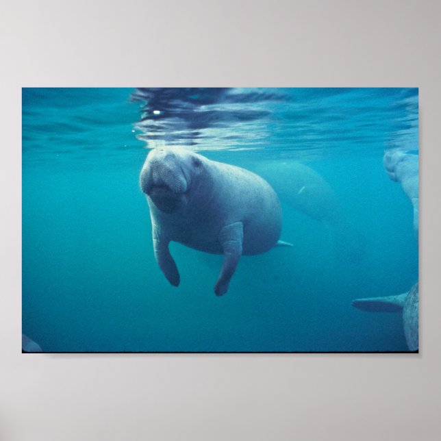 Póster Manatee de Florida (Frente)