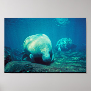 Póster Manatee de Florida