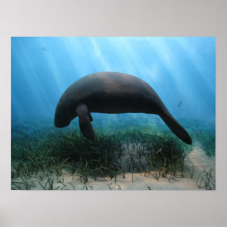 Póster Manatee Poster