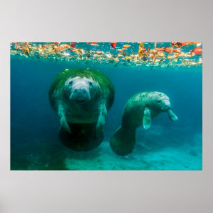 Póster Manatí madre con su cría en Crystal River