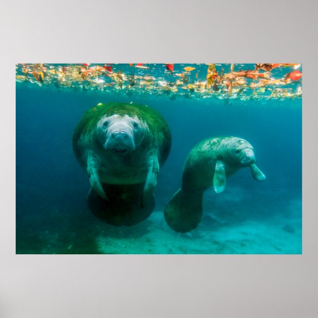 Póster Manatí madre con su cría en Crystal River (Frente)