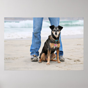 Póster Manchester Terrier X - Jordania - Derr