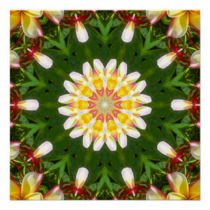 Póster Mandalas de flores de Plumeria con simetría tropic