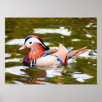 Póster Mandarin Duck