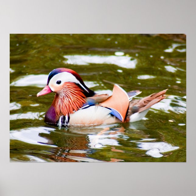 Póster Mandarin Duck (Frente)