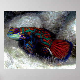 Póster Mandarin Fish Poster