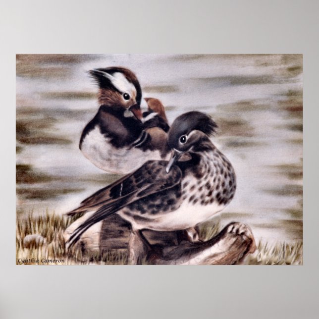 Póster Mandarin Pair (Frente)