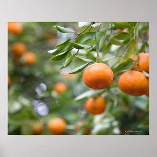 Póster Mandarinas que cuelgan en árbol