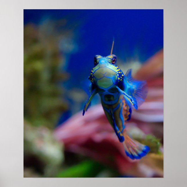 Póster Mandarinfish (Frente)