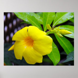 Póster Mandevilla amarilla