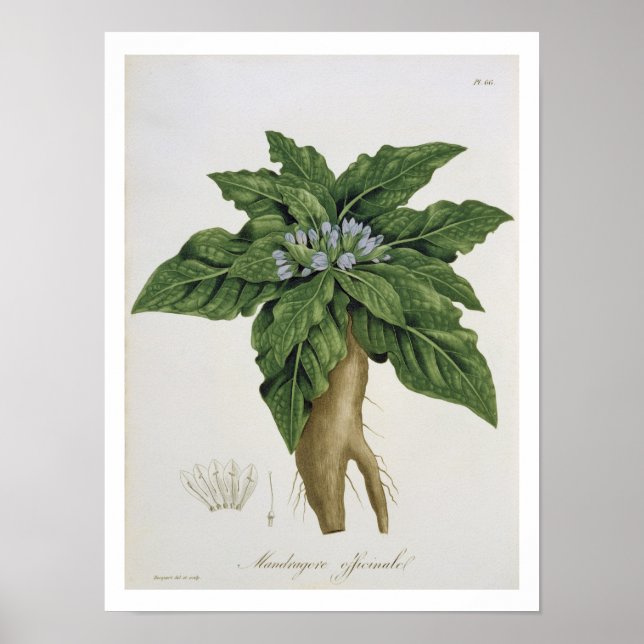 Póster Mandragora Officinarum de 'Phytographie Medicale (Frente)