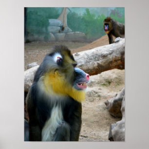 Póster Mandriles