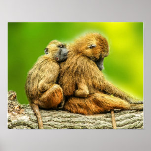 Póster mandriles de Guinea