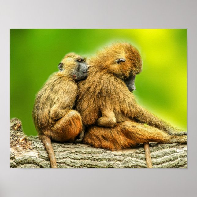 Póster mandriles de Guinea (Frente)
