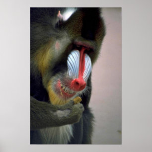 Póster Mandrill Head