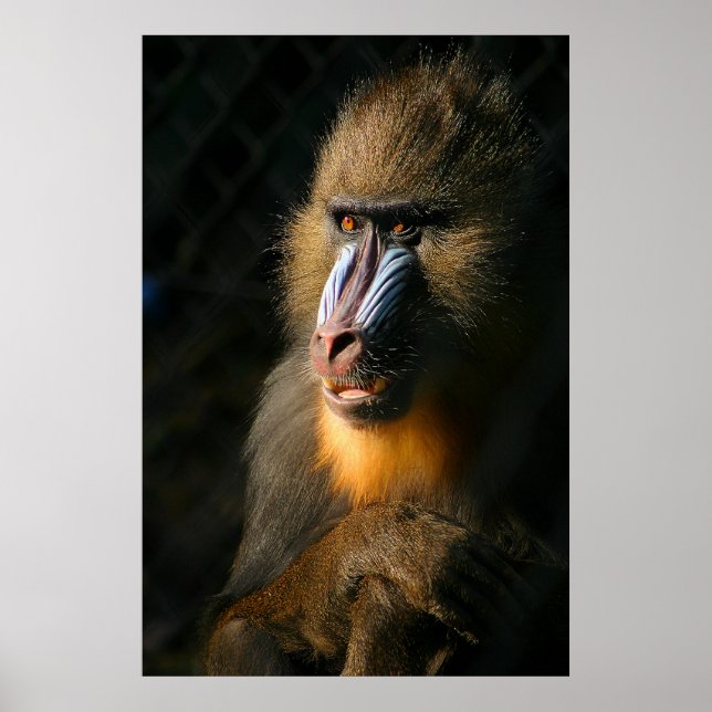 Póster Mandrill Monkey (Frente)