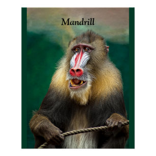 Póster Mandrill, simio africano