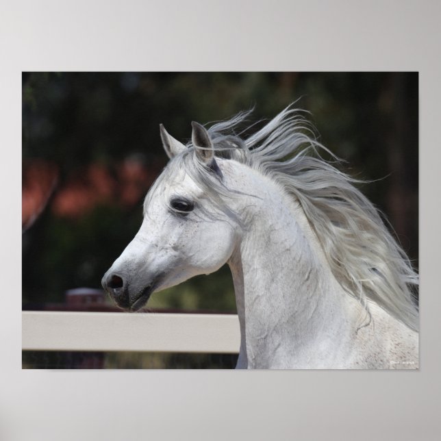 Póster Mane Flower Gray Arab Stallion (Frente)