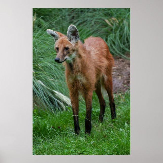 Póster Maned Wolf (Frente)