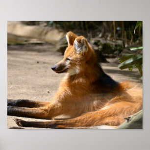 Póster Maned Wolf echado en el suelo