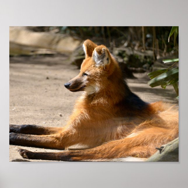 Póster Maned Wolf echado en el suelo (Frente)