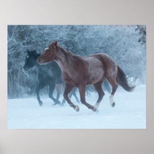 Póster Manejo de Caballos