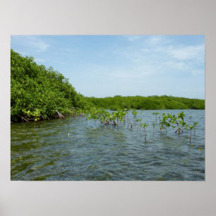 Póster Manglares bebés en el Caribe