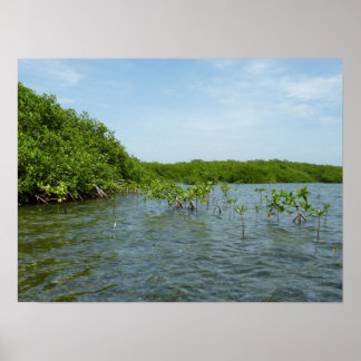 Póster Manglares bebés en el Caribe