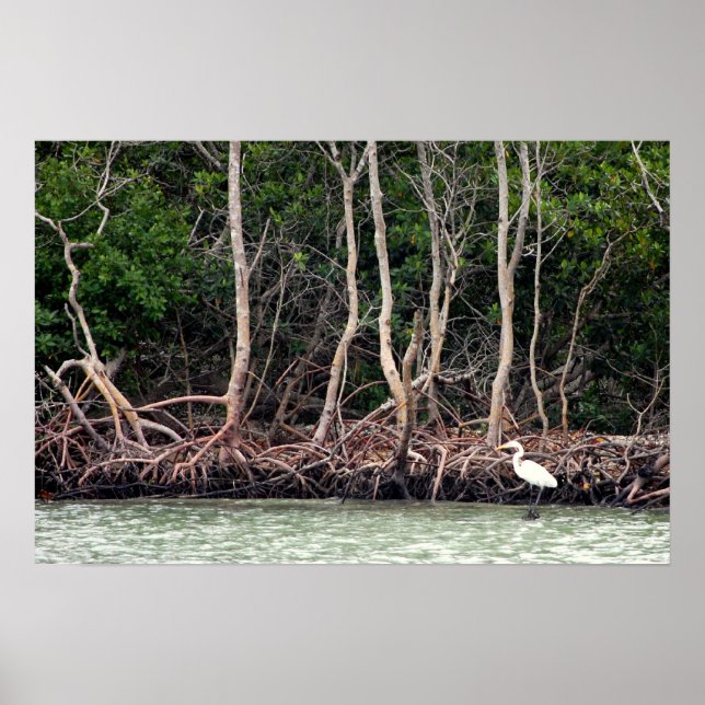 Póster Manglares de Florida (Frente)