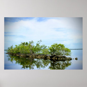 Póster Manglares Everglades