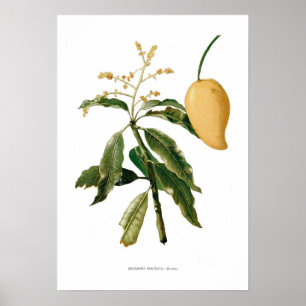 Póster Mango
