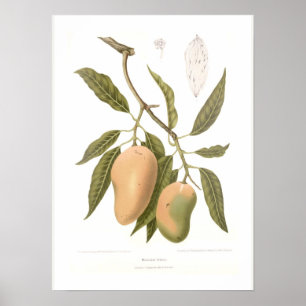 Póster Mango