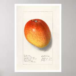 PÓSTER "MANGO" BOTÁNICO AMANDA ALMIRA NEWTON