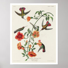 Póster Mango Hummingbird por Audubon Poster
