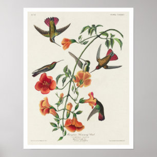 Póster Mango Hummingbird por Audubon Poster