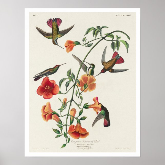 Póster Mango Hummingbird por Audubon Poster (Frente)
